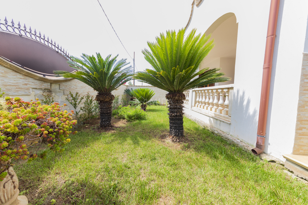 Life Tree - Bruna SH